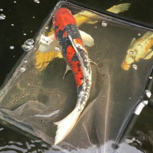 Koi Goshiki