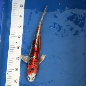 Koi Kujaku