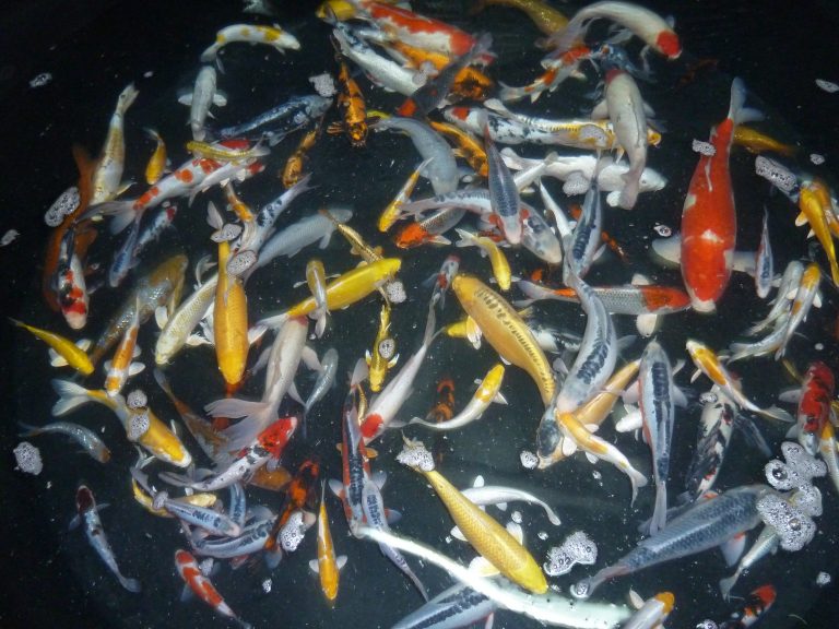 Wann soll ich Koi kaufen - Koifarm Straeten