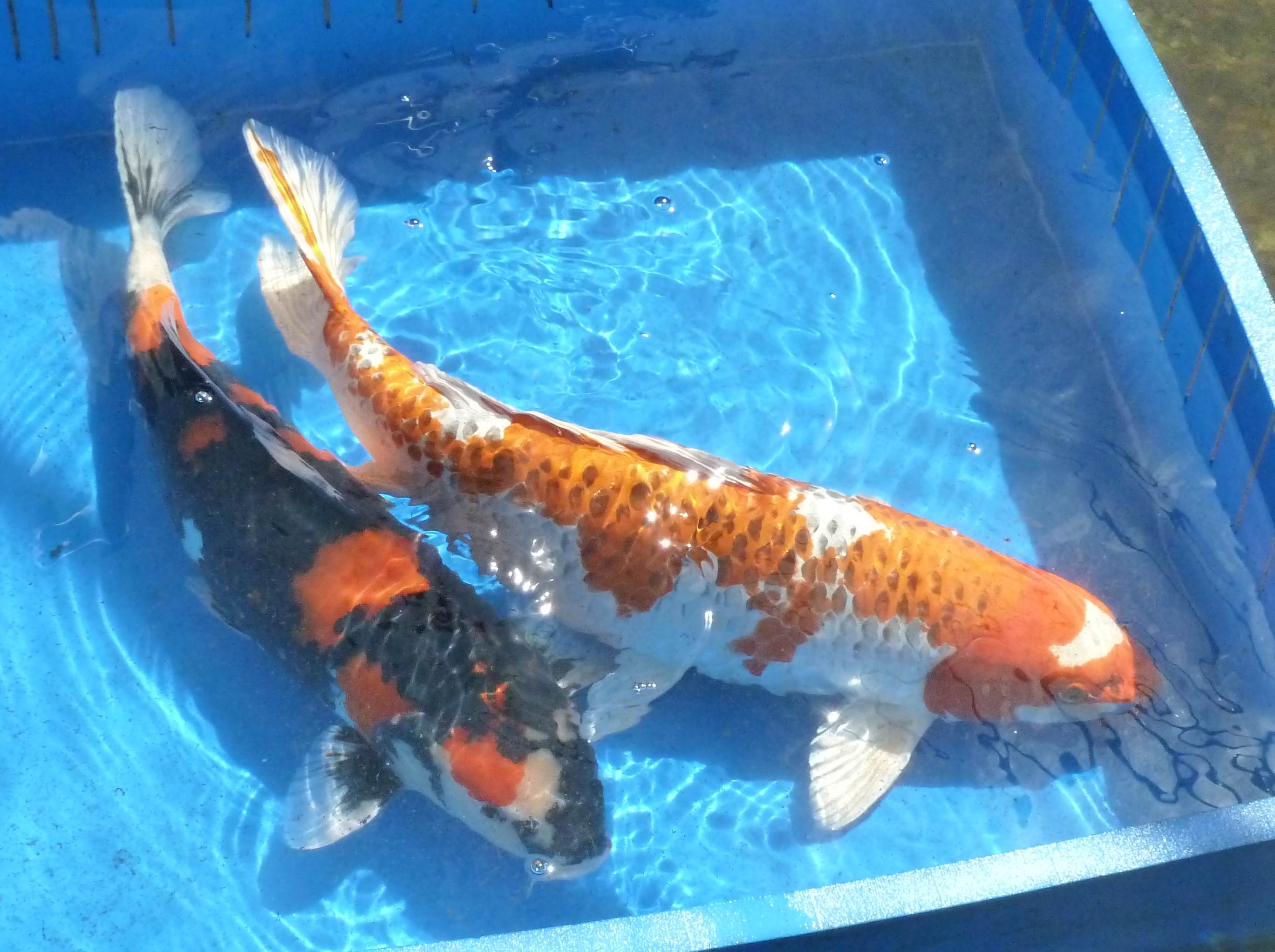 Koi Kaufen In Der Nahe