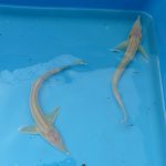 Albino-Sterlet