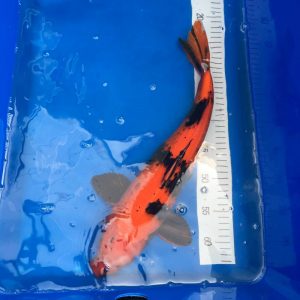 Hi Utsuri Koi 40-45 cm