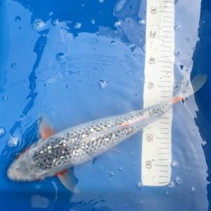 Ginrin Asagi Koi 35-40 cm