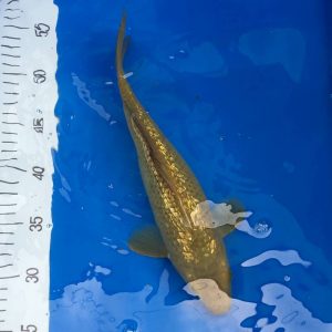 Ginrin Chagoi Gold Koi 30-35 cm
