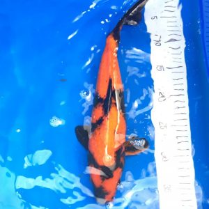 Hi Utsuri Koi 35-40 cm