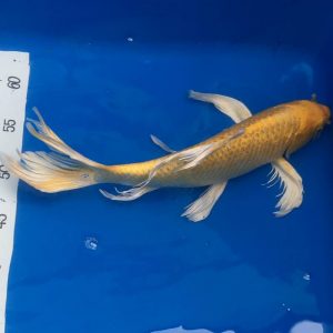 Yamabuki Butterfly Koi 30-35 cm