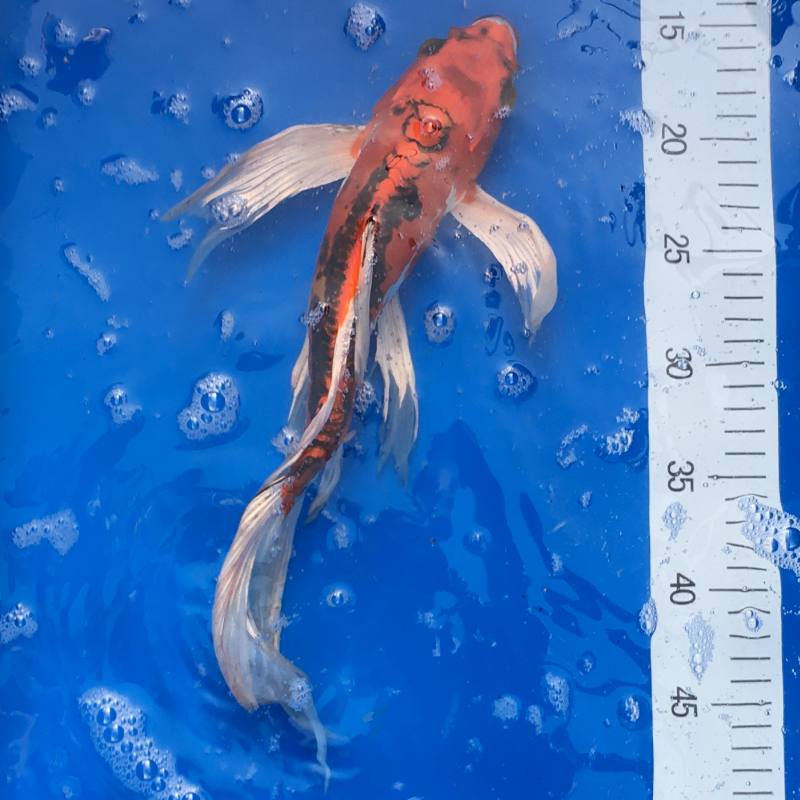 Koi Butterfly Beni Komonryu