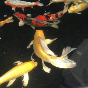 Yamabuki Butterfly Koi