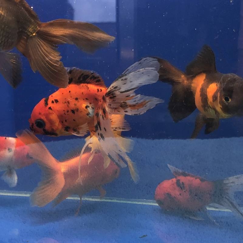 Schleierschwanz, Oranda