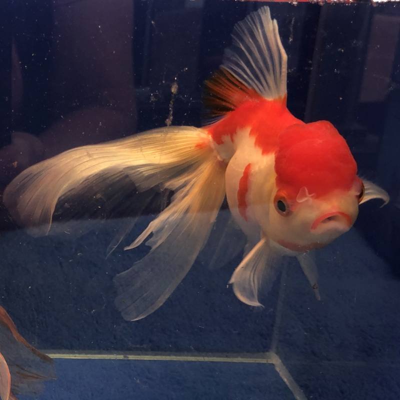 Schleierschwanz Oranda 18 21 Cm Archiv Koifarm Straeten