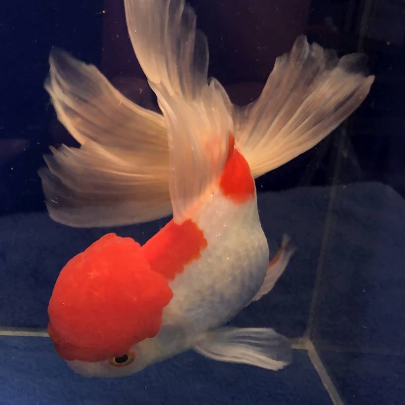 Oktober 2019 Oranda Schleierschwanz Preise Um 30 Reduziert Archiv Koifarm Straeten