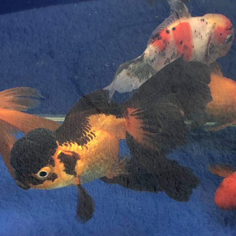 Oranda Schleierschwanz Goldfisch Archiv Koifarm Straeten