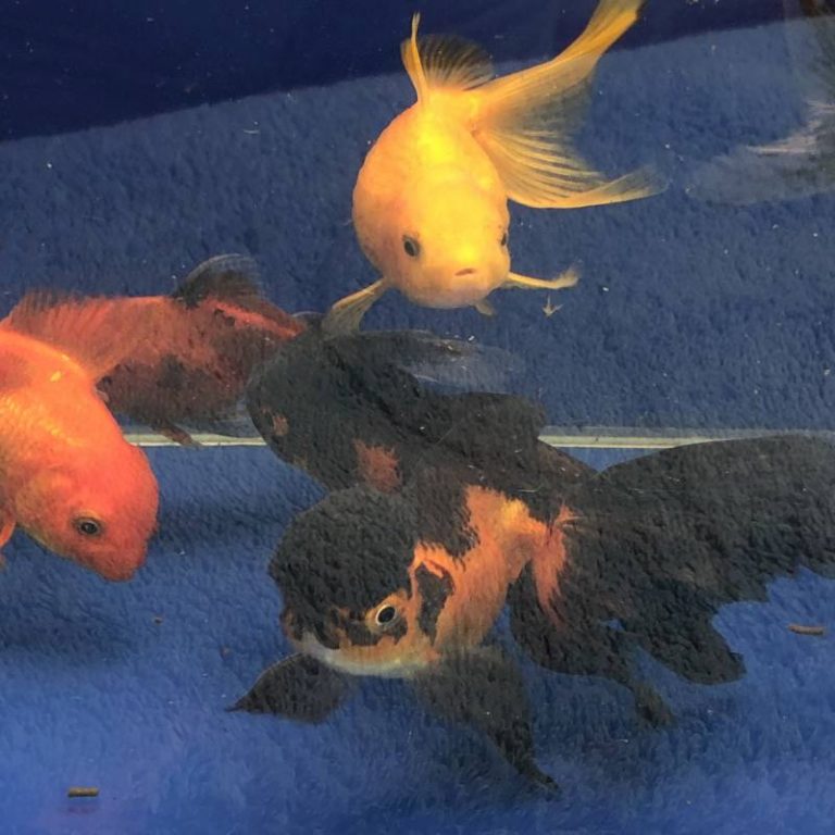 Oranda Schleierschwanz Goldfisch Archiv Koifarm Straeten