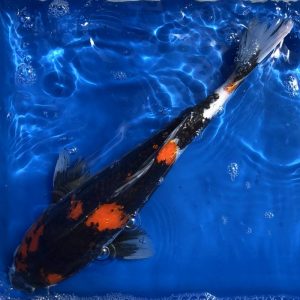 Koi Showa, 35-40 cm