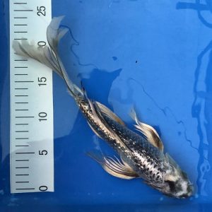 Koi Ginrin Matsuba Butterfly