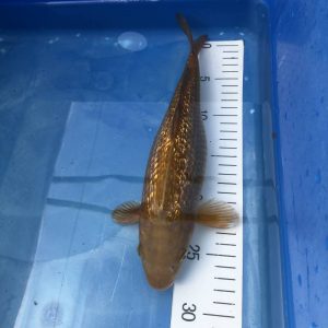 Koi Ginrin Gold Chagoi