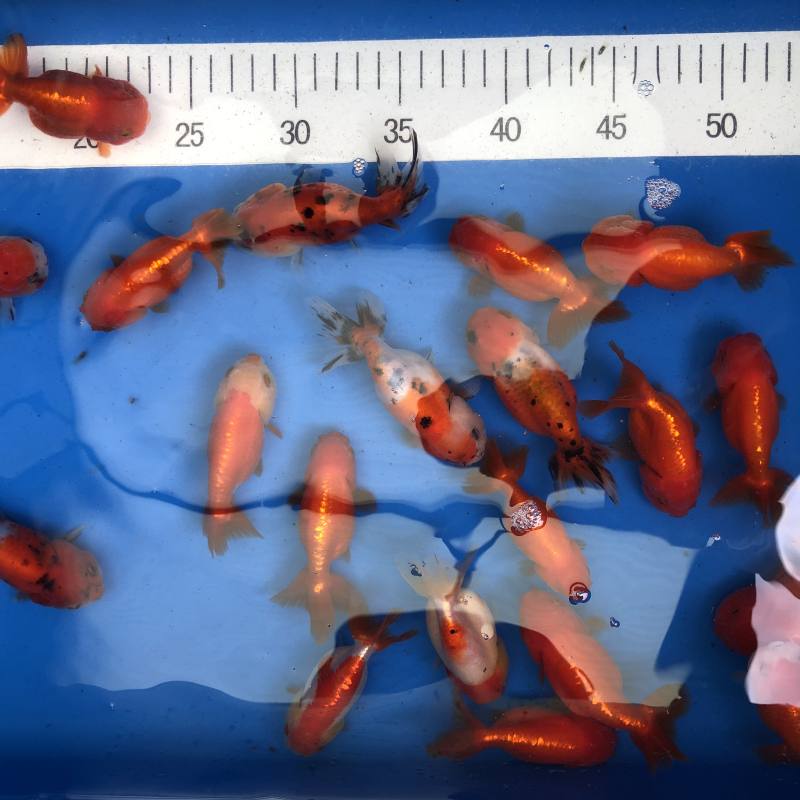 Ranchu Schleierschwanz