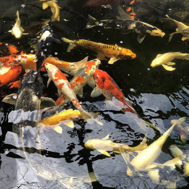 Koi
