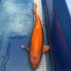 Koi Ginrin Orenji Ogon,