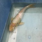 Koi Ogon weiß, 40-45 cm