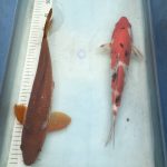 oi Sanke, 35-40 cm, und Oshiba Shigur, 40-45 cm