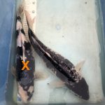 Koi Goromo, 45-50 cm