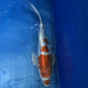 Koi Butterfly Doitsu Metallic Orenji Hariwake, 35-40 cm