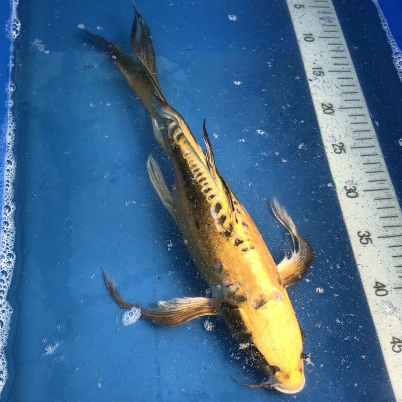 Koi Butterfly Yellow Ghost, 3540 cm Archiv Koifarm Straeten