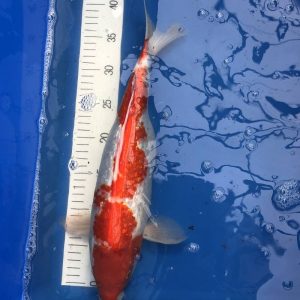 Koi Ginrin Kohaku, 40-45 cm - Koifarm Straeten