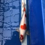 Koi Maruten Kohaku, 45-50 cm - Koifarm Straeten