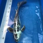 Koi Butterfly Ghost Stonehenge, 35-40 cm - Koifarm Straeten