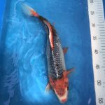 Koi Hi Asagi, 35-40 cm - Koifarm Straeten