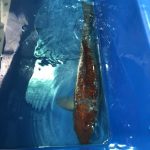 Koi Oshiba Shigure, 35-40 cm - Koifarm Straeten