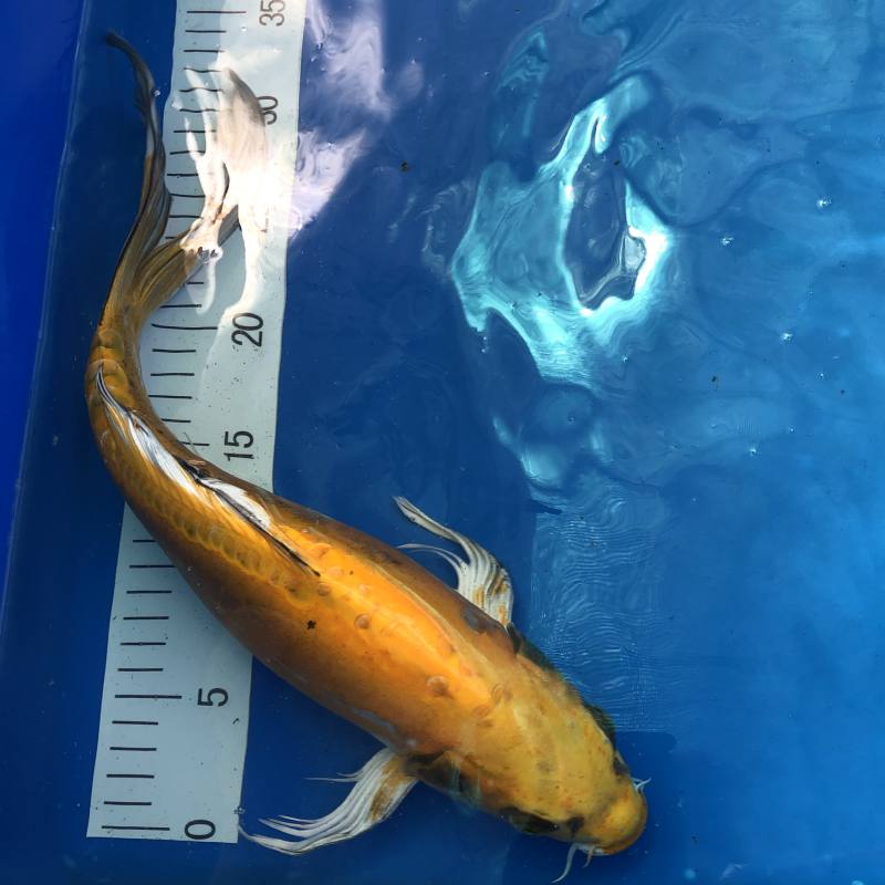 Koi Butterfly Yellow Ghost, 3540 cm Archiv Koifarm Straeten