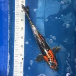 Koi Doitsu Ghost Fireflame Stonehenge, 35-40 cm - Koifarm Straeten