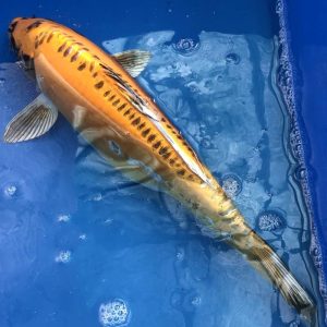 Koi Doitsu Yellow Ghost, 35-40 cm - Koifarm Straeten