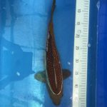 Koi Schoko Chagoi, 35-40 cm - Koifarm Straeten