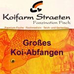 Großes Koi-Abfangen - Koifarm Straeten