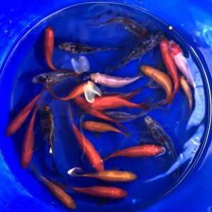 Goldfische, 6-8 cm - Koifarm Straeten