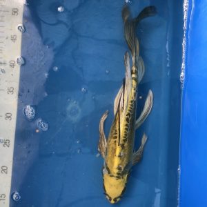 Koi Butterfly Yellow Ghost Doitsu, 30-35 cm - Koifarm Straeten