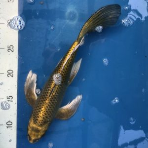 Koi Butterfly Yellow Matsuba, 30-35 cm - Koifarm Straeten