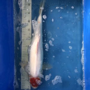 Koi Doitsu Tancho, 55-60 cm - Koifarm Straeten