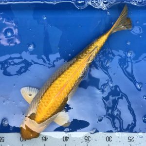 Koi Ginrin Yellow Ogon, 35-40 cm - Koifarm Straeten