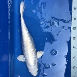 Koi Platinum, 35-40 cm - Koifarm Straeten