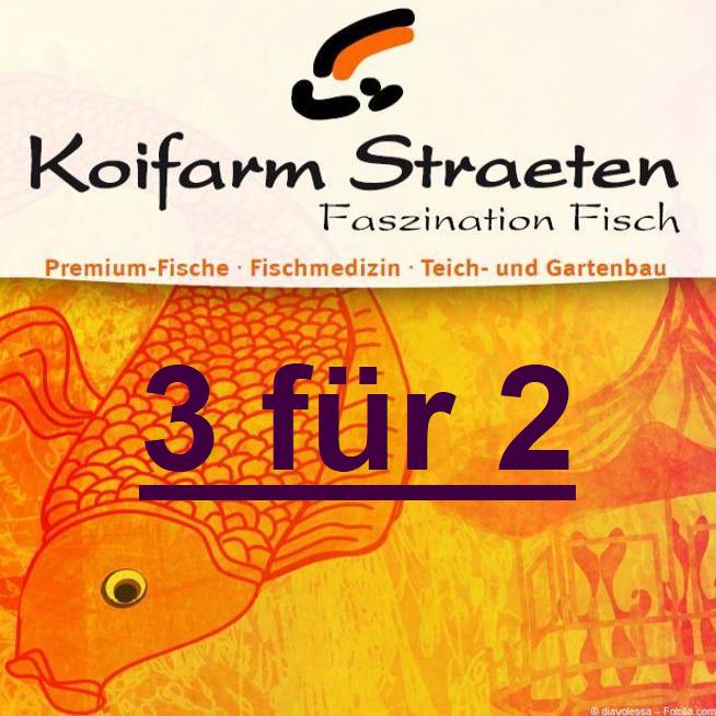 3 für 2 - Koifarm Straeten