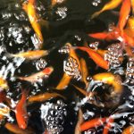 Baby-Goldfische - Koifarm Straeten