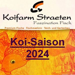 Koi-Saison 2024 - Koifarm Straeten