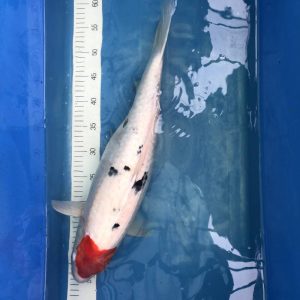 Koi Tancho Sanke, 50-55 cm - Koifarm Straeten