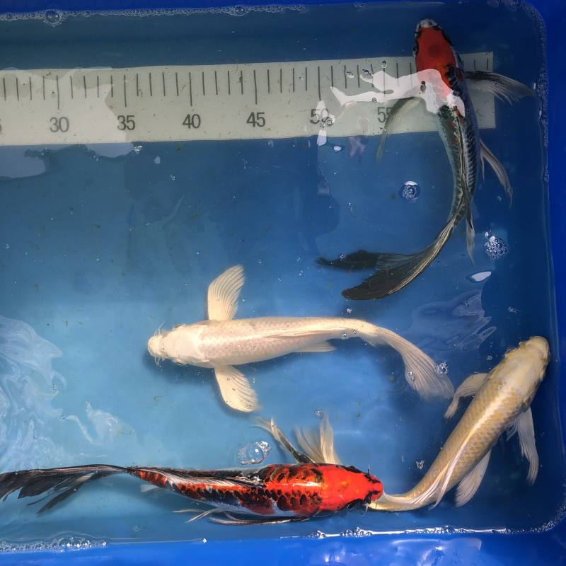 Koi Butterfly Mix, 25-30 cm - Koifarm Straeten