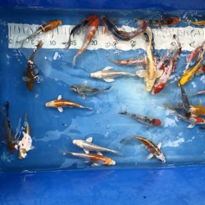 Koi, 12-15 cm - Koifarm Straeten